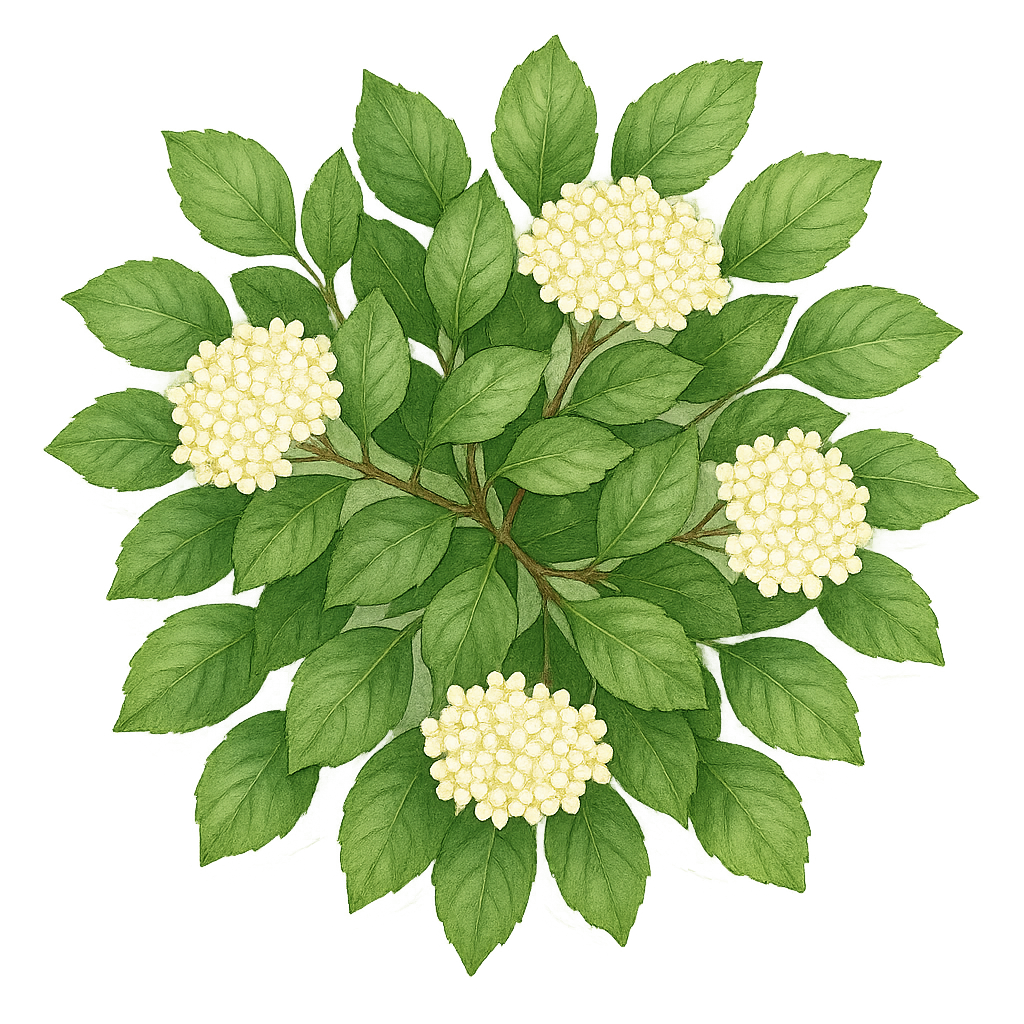 Nannyberry